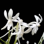 Vanda Neostylis Lou Sneary White Mounted BS